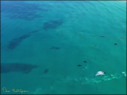 Whales - Head of Bight - SA SQ (PBH3 00 28942)